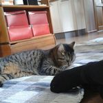 Ellen Witt - @maja_katt123 - Instagram