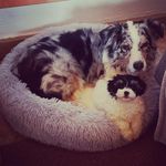 Hundeschnauze & Menschenherz - @wittig_ellen - Instagram
