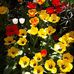 Allen Wymer - Facebook