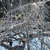 Ellen Beaucage Woodward - Facebook