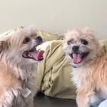 Sue Ellen Woodward - @sepwoodward - Instagram