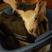 Ellen Chamberlain Woolley - Facebook