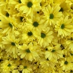 Sue-Ellen Woolley - @swellsstuff - Instagram