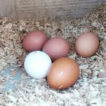 Ellen Wyatt - @dutch_cove_farms - Instagram