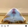 ellennww - @ellennwyeth - TikTok