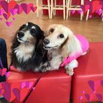 Ellen Ying - @ying_ellen - Instagram
