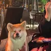 Ellen Ying - @khalane32 - TikTok