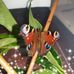 Ellen Zander - Facebook