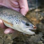 🐟 - @forellen__egli__hecht__zander - Instagram