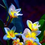 Ellena Freeman - Facebook