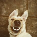Ellena Jones - @ms.polar.bear - Instagram