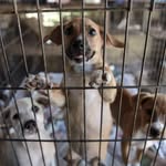 Catherine Reed + Elena Hammer - @allfortheanimals_la - Instagram
