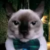 Ellery Lopez - @ellery.lopez0 - TikTok