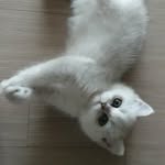 Ellie Ko - @ellicha_the_cat - Instagram