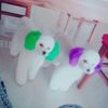 ellie🐩choi - @elliechoi - TikTok