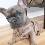 elli Smith - @frenchieloversx - Instagram