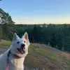 Elli🤍 - @elli.white.dog - TikTok