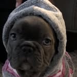 Ellie Ash - @ellie_the_french_bulldog_ - Instagram
