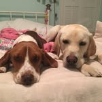 Ellie & Baxter - @elliebaxtor - Instagram