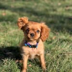 Ellie Bean - @elliebeancavalier - Instagram