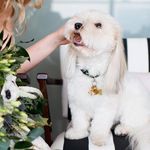 Ellie Coe - @elliebellie.cotondetulear - Instagram