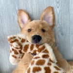 Ellie Covington - @elliethegoldenpupp - Instagram