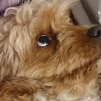 Ellie Dobson - Facebook