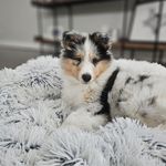 Ellie the Sheltie 🩷 - @elliedownsouth - Instagram