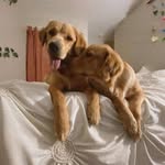 𝙴𝚕𝚕𝚒𝚎 & 𝙳𝚞𝚔𝚎♥︎ - @e11ie_and_duke - Instagram