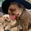 🐶Duke & Ellie🐶 - @duke.ellie - TikTok