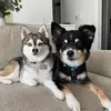 Duke & Ellie - @duke.and.ellie - TikTok
