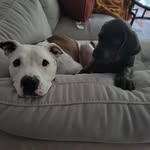 Ellie and Duke - @ellie_and_duke - Instagram
