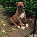 Ellie Duke - @ellie.duke.boxer - Instagram