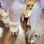 Ellie, Duke, Cruz and Enzo - @chi_party_of_4 - Instagram