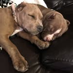 Ellie Roo & Duke - @ellierooandduke - Instagram