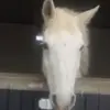 ellie vaughan - @_ellie.duke_ - TikTok