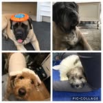 Macy_ellie_duke_Louie - @macy_ellie_duke_louie - Instagram