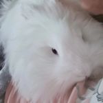 Ellie white lion head - @ellieelliswhitelionhead - Instagram