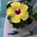 Ellie Huff - Facebook