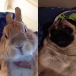 Ellie Hurst / Coco And Nibbles - @xx.coco.nibbles.xx - Instagram