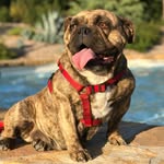 Ellie The English Bulldog - @ellieisonline - Instagram