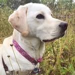 Ellie - @ellietheivorylab - Instagram