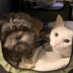 Ellie & Jester 🐾 - @elliebellie_and_jesterking - Instagram