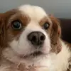 Ellie kirk - @mr_puppers - TikTok