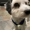 Elliebilly - @elliekramer8 - TikTok