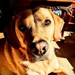 Ellie Lyons - @lunaandellie_photography - Instagram