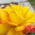 Ellie May Maynard - @elliemaynard1956 - Instagram