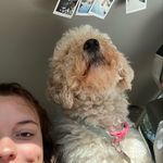 Ellie Mae Powers🦴 - @elliethegd - Instagram