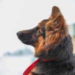 Ellie Shepherd - @ellie.thegermanshep - Instagram