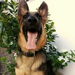 Ellie Shepherd - @ellie_gsd_ - Instagram